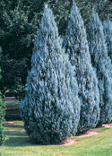 blue moffat juniper