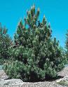 Austiran Pine