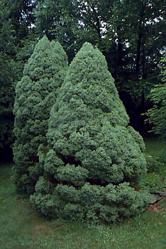dwarf alberta spruce